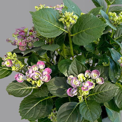 Gartenhortensie 'Curly Wurly®' Blau, 23cm Topf