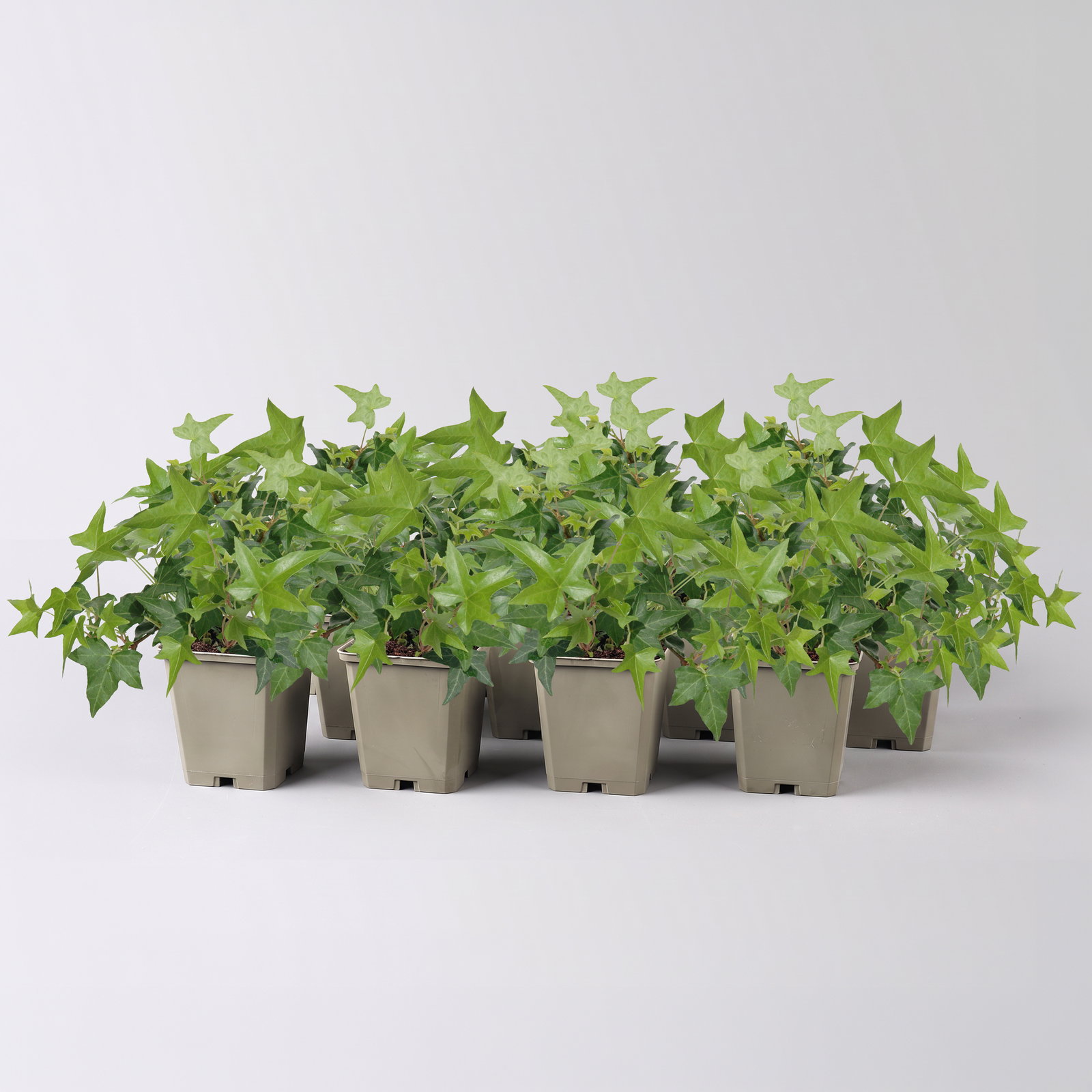 Efeu, Topf-Ø 9 cm, 12er-Set