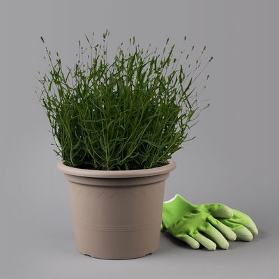 Lavendel 'Hidcote Blue', blauviolett, Topf-Ø 23 cm Lavendel 'Hidcote Blue', blauviolett, Topf-Ø 23 cm