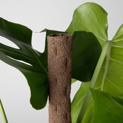 Monstera deliciosa, Topf-Ø 19 cm, am biobasierten Kletterstab, Höhe ca. 80 cm