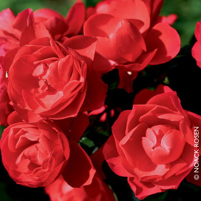 Bodendeckerrose 'Sorrento®', leuchtend rot, Topf 3 Liter, 4 Pflanzen Bodendeckerrose 'Sorrento®', leuchtend rot, Topf 3 Liter, 4 Pflanzen