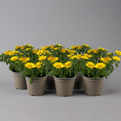 Goldtaler gelb, Topf-Ø 12 cm, 6er-Set