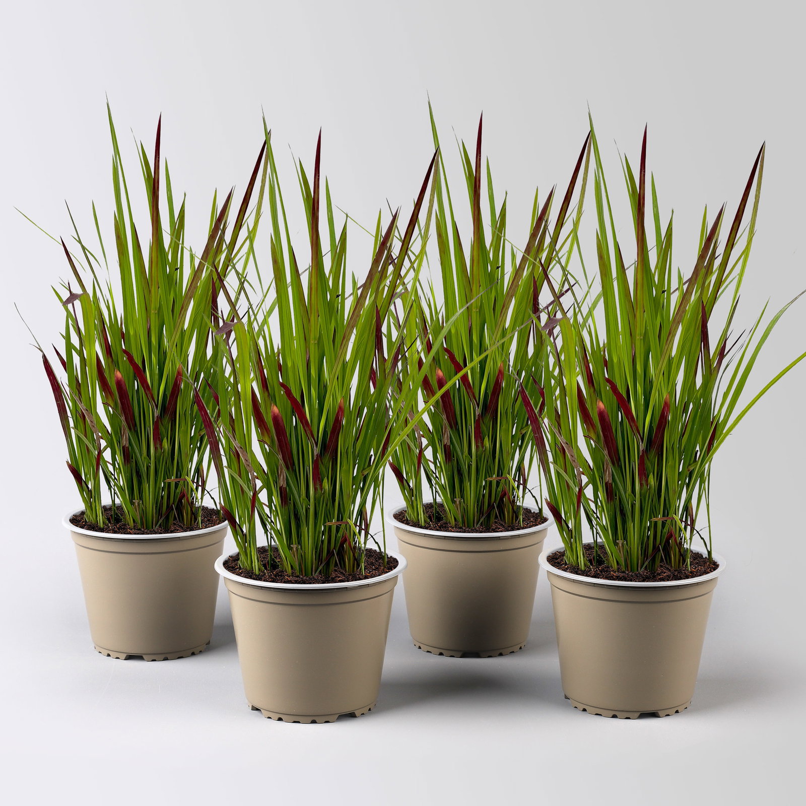 Japanisches Blutgras 'Red Baron', Blattspitzen in rot, Topf-Ø 14 cm, 4 Pflanzen Japanisches Blutgras 'Red Baron', Blattspitzen in rot, Topf-Ø 14 cm, 4 Pflanzen