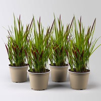 Japanisches Blutgras 'Red Baron', Blattspitzen in rot, Topf-Ø 14 cm, 4 Pflanzen Japanisches Blutgras 'Red Baron', Blattspitzen in rot, Topf-Ø 14 cm, 4 Pflanzen