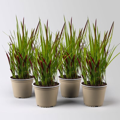 Japanisches Blutgras 'Red Baron', Blattspitzen in rot, Topf-Ø 14 cm, 4 Pflanzen Japanisches Blutgras 'Red Baron', Blattspitzen in rot, Topf-Ø 14 cm, 4 Pflanzen