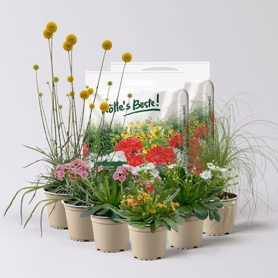 Pflanzenkreation Trockenzauberer, groß, 6 Pflanzen inkl. Erde