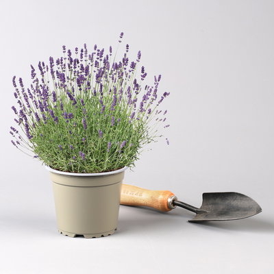 Pflanzenkreation Lavendeltraum, groß, 6 Pflanzen inkl. Erde und Dünger