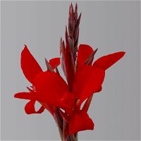 Canna 'Kreta, rot, Topf-Ø 17 cm