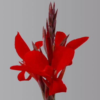 Canna 'Kreta, rot, Topf-Ø 17 cm, 2 Pflanzen