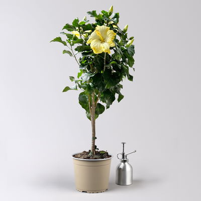 Hibiskus, hellgelb, Stamm, Topf-Ø 17 cm, Höhe ca. 70 cm