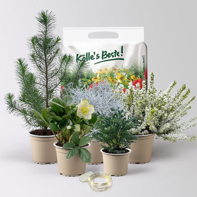 Pflanzenkreation Winterweiß, 5 Pflanzen + Lichterkette + Erde Pflanzenkreation Winterweiß, 5 Pflanzen + Lichterkette + Erde