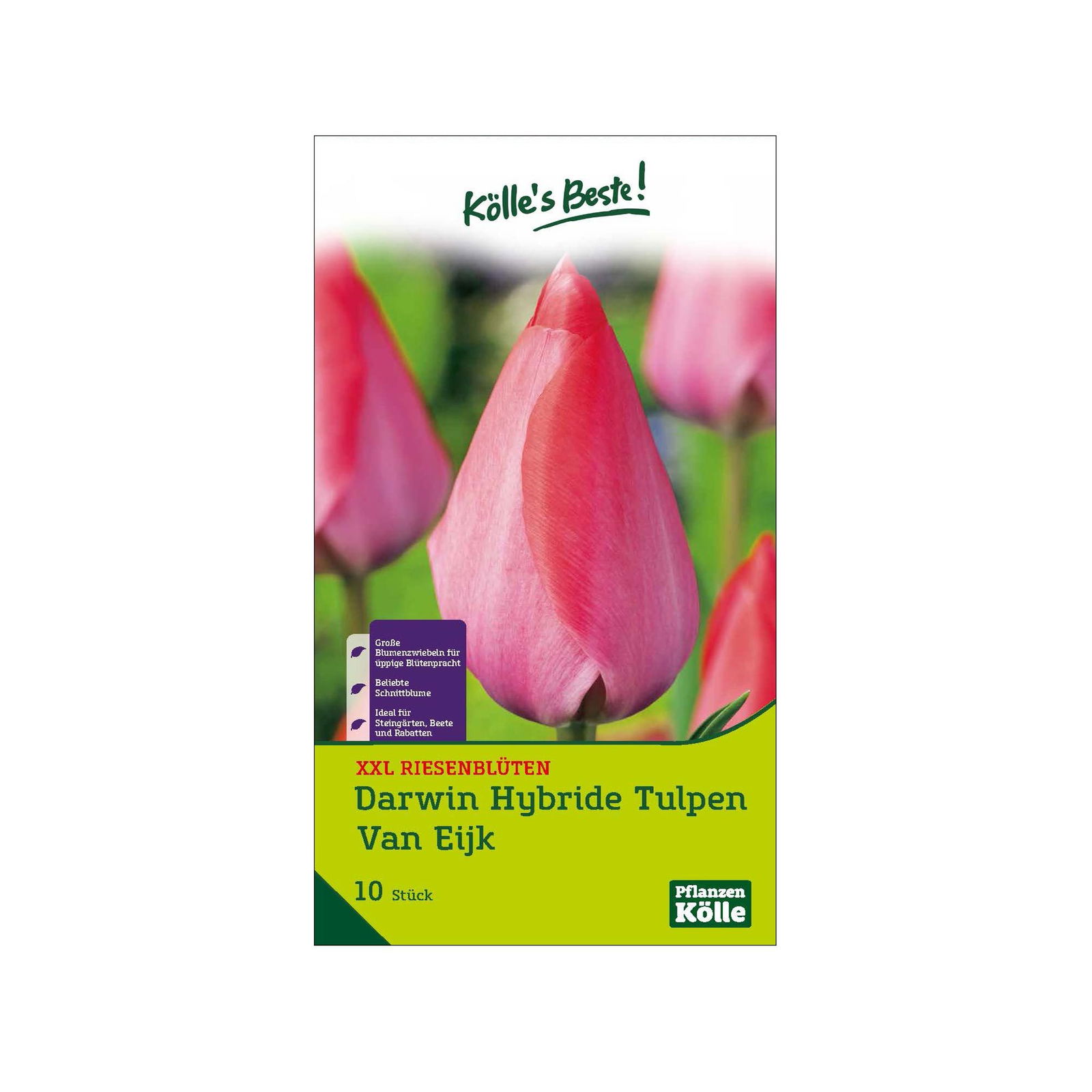 XXL Darwin Hybride Tulpen 'Van Eijk', rot, rosa, Größe 14/+, 10 Blumenzwiebeln