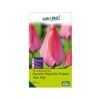 XXL Darwin Hybride Tulpen 'Van Eijk', rot, rosa, Größe 14/+, 10 Blumenzwiebeln