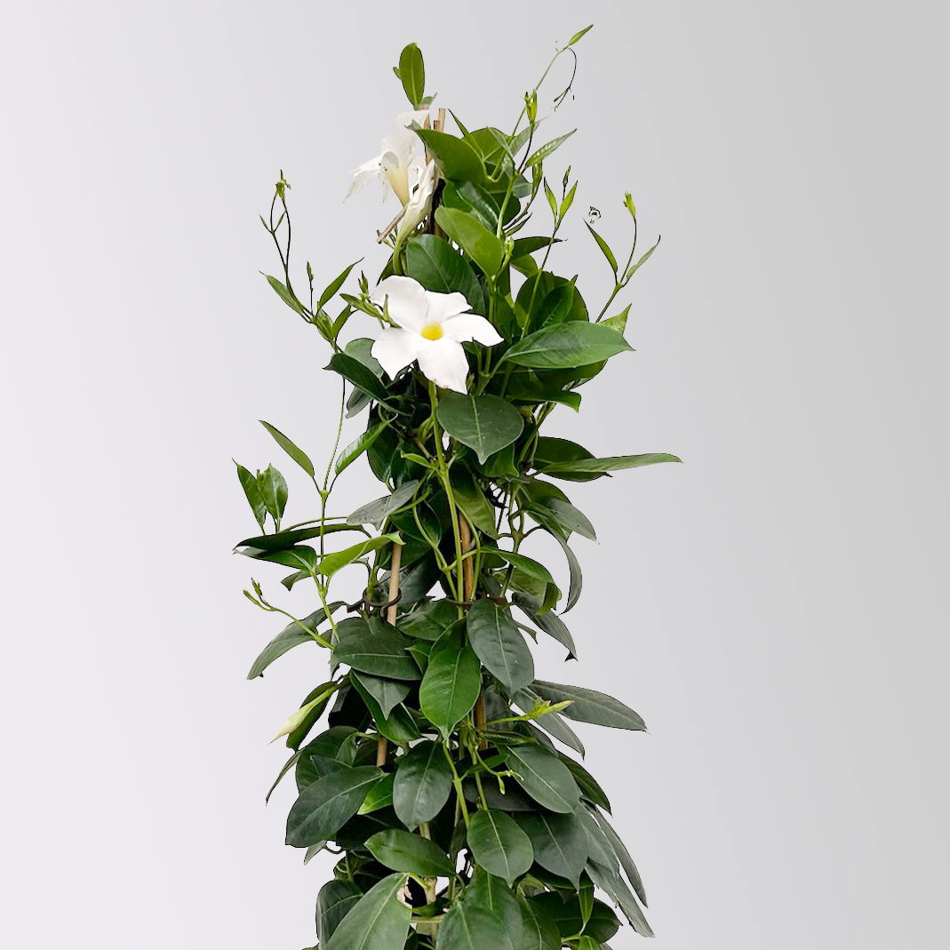Dipladenie, weiß, Pyramide, Topf-Ø 17 cm