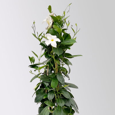 Dipladenie, weiß, Pyramide, Topf-Ø 17 cm