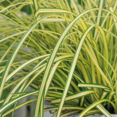 Bio Gartensegge 'Eversheen', gelb-grün, Topf-Ø 12 cm, 3 Pflanzen Bio Gartensegge 'Eversheen', gelb-grün, Topf-Ø 12 cm, 3 Pflanzen