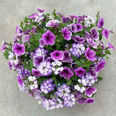 Eisenkraut/Petunien Duo, lila, Topf-Ø 14 cm, 4 Pflanzen