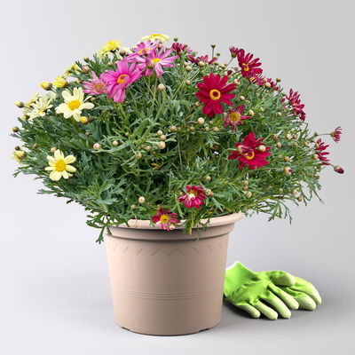 Margerite 'Trio', rosa-gelb-rot, Topf-Ø 25 cm Margerite 'Trio', rosa-gelb-rot, Topf-Ø 25 cm