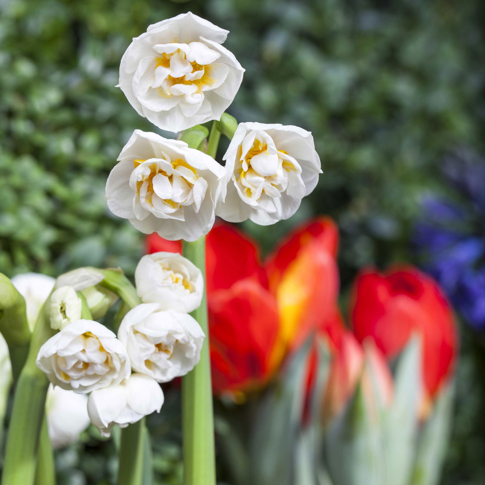 Narzisse 'Bridal Crown' creme, gefüllt, vorgetrieben, Topf-Ø 10 cm, 6 Pflanzen