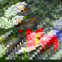 Narzisse 'Bridal Crown' creme, gefüllt, vorgetrieben, Topf-Ø 10 cm, 6 Pflanzen