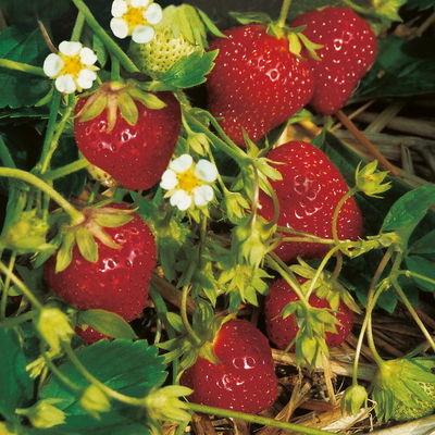 Bio Erdbeere 'Mara des Bois', Topf 11x 11 cm, 3 Pflanzen