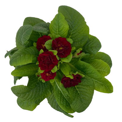 Primel 'Belarina', rot, Topf-Ø 12 cm, 6 Pflanzen