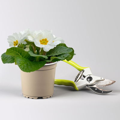 Grabbepflanzung Frühling grün-weiß, 12 Pflanzen