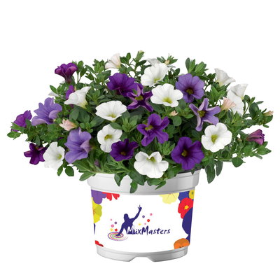 Zauberglöckchen 'MixMasters® Voltaire' blau-weiß-lila, Topf-Ø 12 cm, 6 Pflanzen