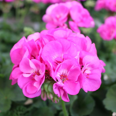 Geranie pink, stehend, Topf-Ø 13 cm, 6 Stück