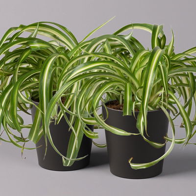 Grünlilie 'Bonnie' mit Keramiktopf anthrazit, Topf-Ø 12 cm, 2er-Set Grünlilie 'Bonnie' mit Keramiktopf anthrazit, Topf-Ø 12 cm, 2er-Set