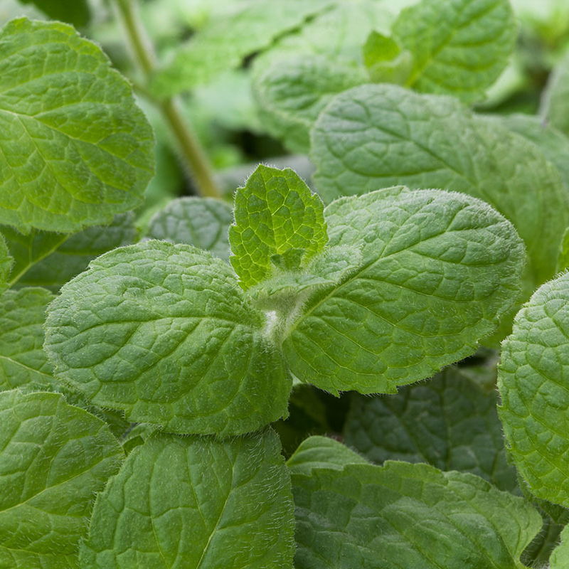 Apfelminze, Kölle Bio, 12cm Topf, frisch aus unserer BioGärtnerei