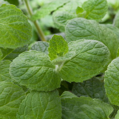 Apfelminze, Kölle Bio, 12cm Topf, frisch aus unserer Bio-Gärtnerei Apfelminze, Kölle Bio, 12cm Topf, frisch aus unserer Bio-Gärtnerei