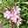 Oleander, Farbe nach Verfügbarkeit, Busch, Topf-Ø 33 cm, Höhe ca. 100 cm