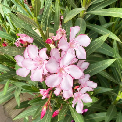Oleander, Farbe zufällig, Topf-Ø 33 cm, Höhe ca. 100 cm