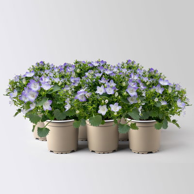 Glockenblume 'Fancy Mee'®, weiß-lilablau, Topf-Ø 10,5 cm, 6 Pflanzen