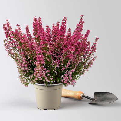 Glockenheide 'Beauty Queens®', rot, Farbe variiert, Topf-Ø 12 cm, 6 Pflanzen Glockenheide 'Beauty Queens®', rot, Farbe variiert, Topf-Ø 12 cm, 6 Pflanzen