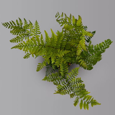 Rotschleierfarn, Topf-Ø 17 cm, 2er-Set Rotschleierfarn, Topf-Ø 17 cm, 2er-Set