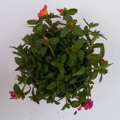 Portulakröschen 'Trio', dreifarbig, Topf-Ø 14 cm, 4 Pflanzen Portulakröschen 'Trio', dreifarbig, Topf-Ø 14 cm, 4 Pflanzen