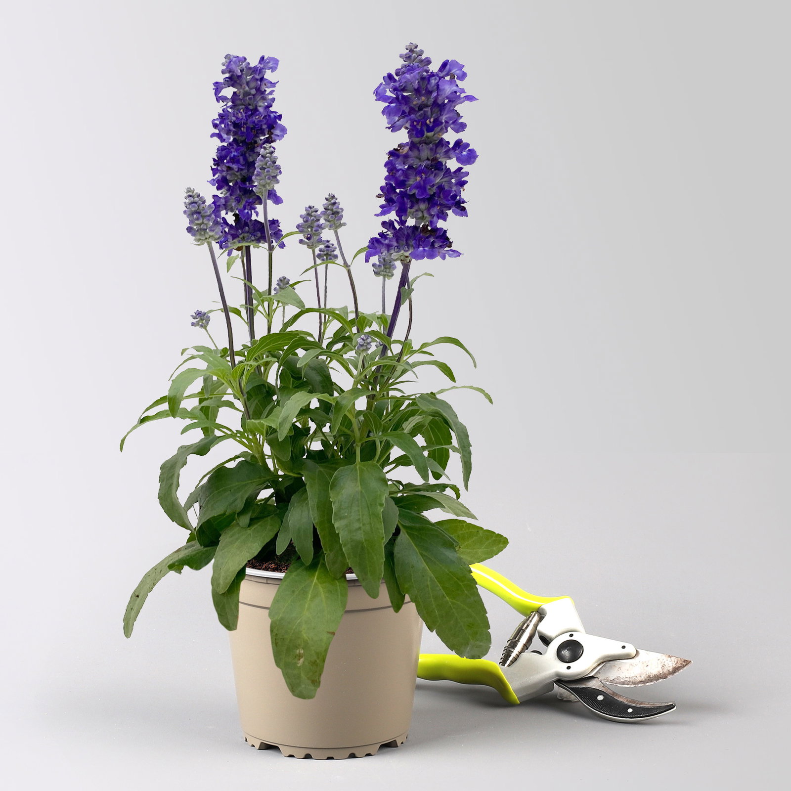 Mehliger Salbei, blau, Topf-Ø 13 cm, 6 Pflanzen Mehliger Salbei, blau, Topf-Ø 13 cm, 6 Pflanzen