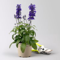 Mehliger Salbei, blau, Topf-Ø 13 cm, 6 Pflanzen Mehliger Salbei, blau, Topf-Ø 13 cm, 6 Pflanzen