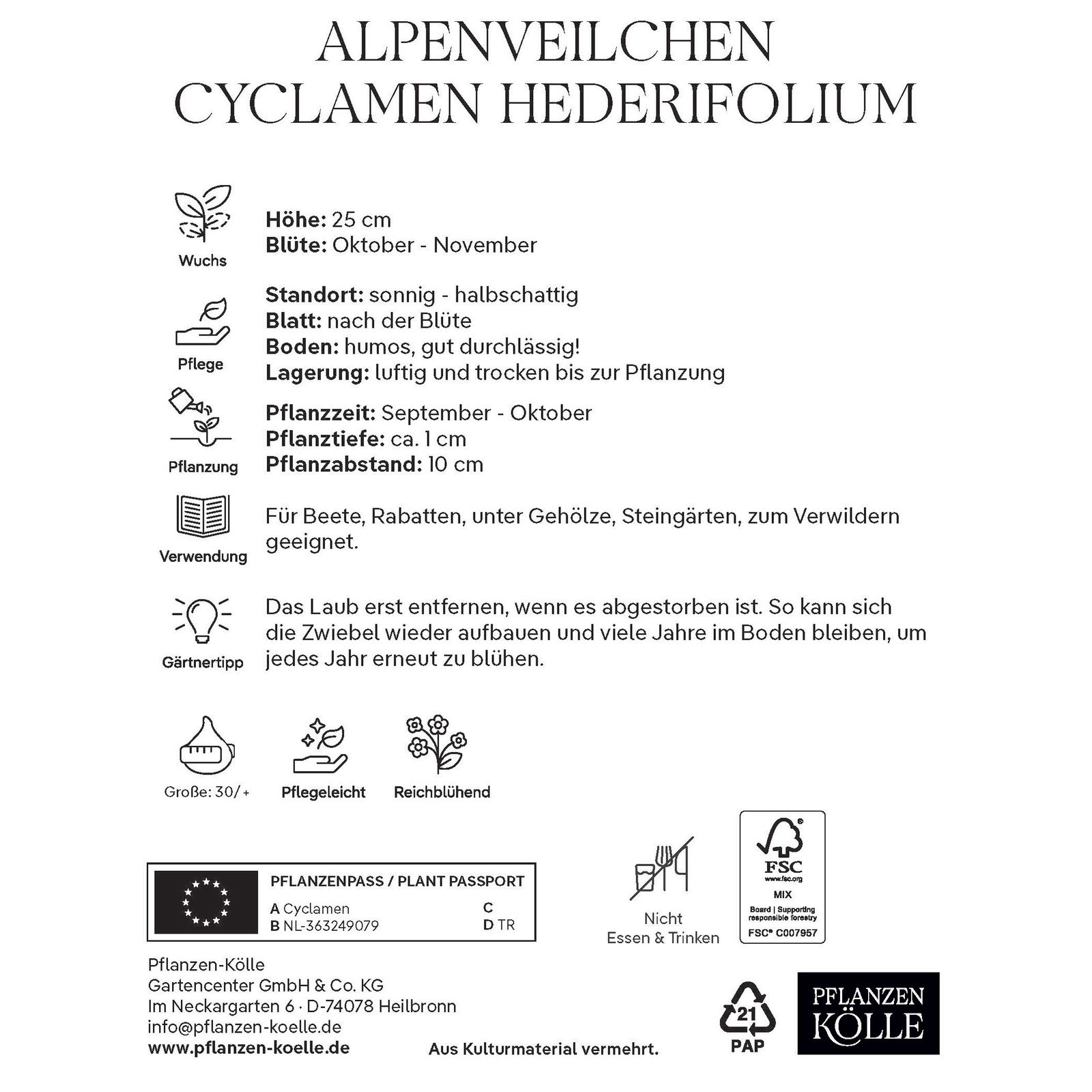 XXL Cyclamen Hederifolium rosa, 1 Blumenzwiebel