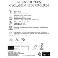 XXL Cyclamen Hederifolium rosa, 1 Blumenzwiebel
