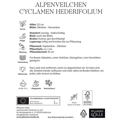 XXL Cyclamen Hederifolium rosa, 1 Blumenzwiebel