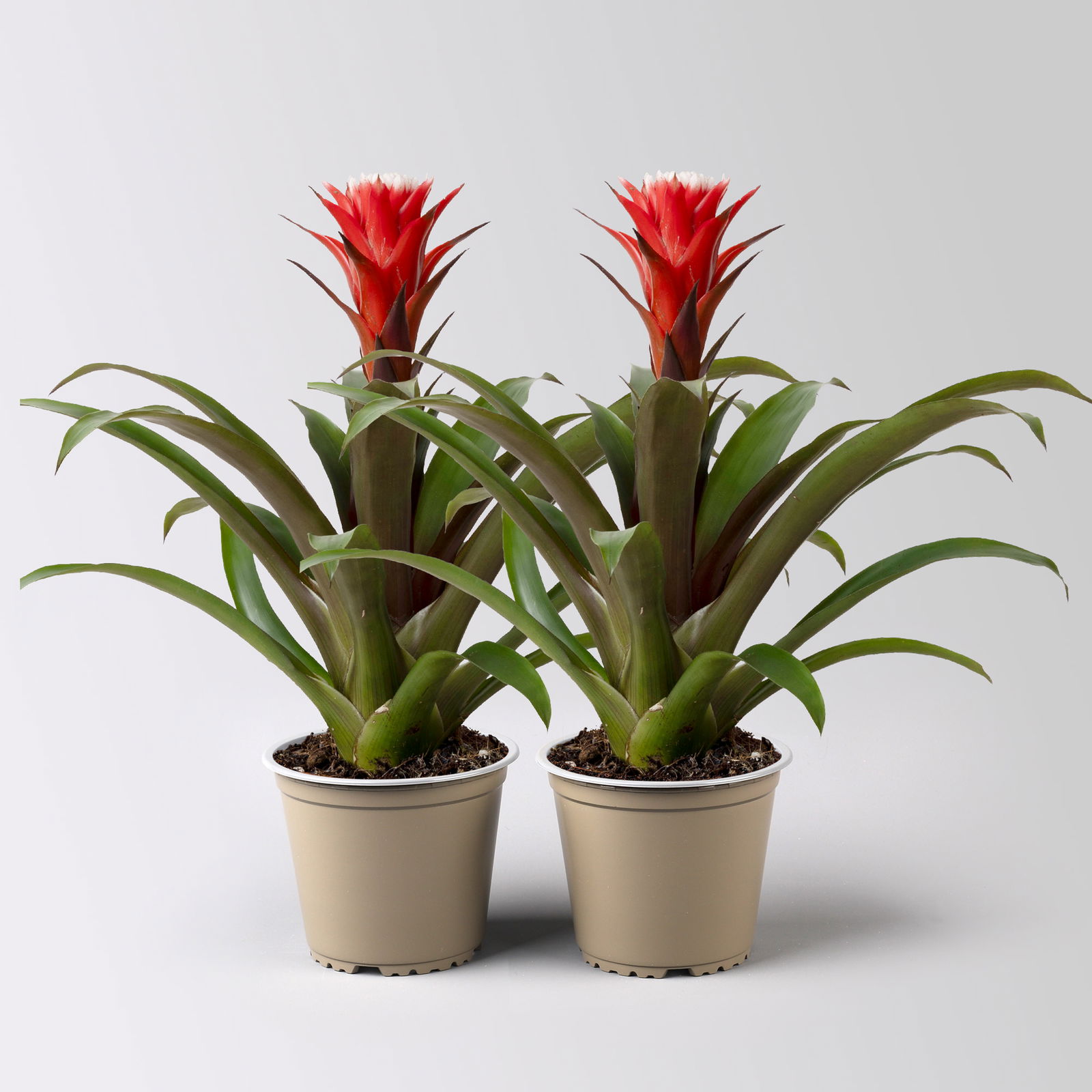 Guzmania 'Hope' rot-weiß, Topf-Ø 13 cm, Höhe ca. 45 cm, 2 Pflanzen