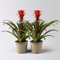Guzmania 'Hope' rot-weiß, Topf-Ø 13 cm, Höhe ca. 45 cm, 2 Pflanzen