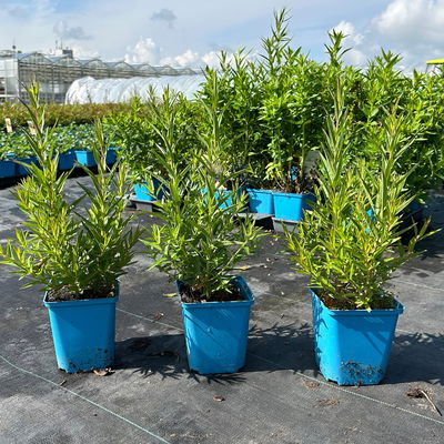 Bio Blut-Weiderich, violett, Topf 11x11 cm, 3 Pflanzen Bio Blut-Weiderich, violett, Topf 11x11 cm, 3 Pflanzen