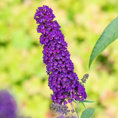 Sommerflieder, Buddleja davidii 'Black Knight', dunkelviolett, Topf 5 lt. Sommerflieder, Buddleja davidii 'Black Knight', dunkelviolett, Topf 5 lt.