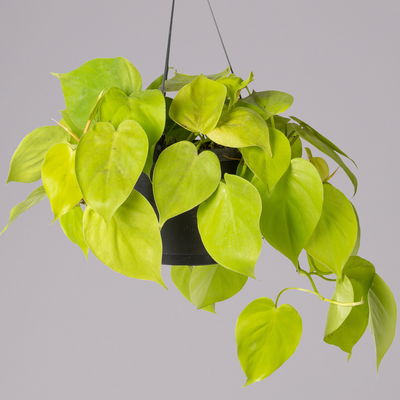 Philodendron 'Lemon Lime' in Blumenampel, Topf-Ø 17 cm, Höhe ca. 30 cm Philodendron 'Lemon Lime' in Blumenampel, Topf-Ø 17 cm, Höhe ca. 30 cm