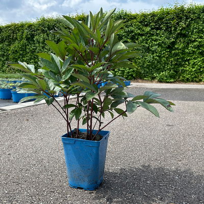 Kölles Beste Edel-Pfingstrose 'Felix Crousse' rot, 3 Liter Topf