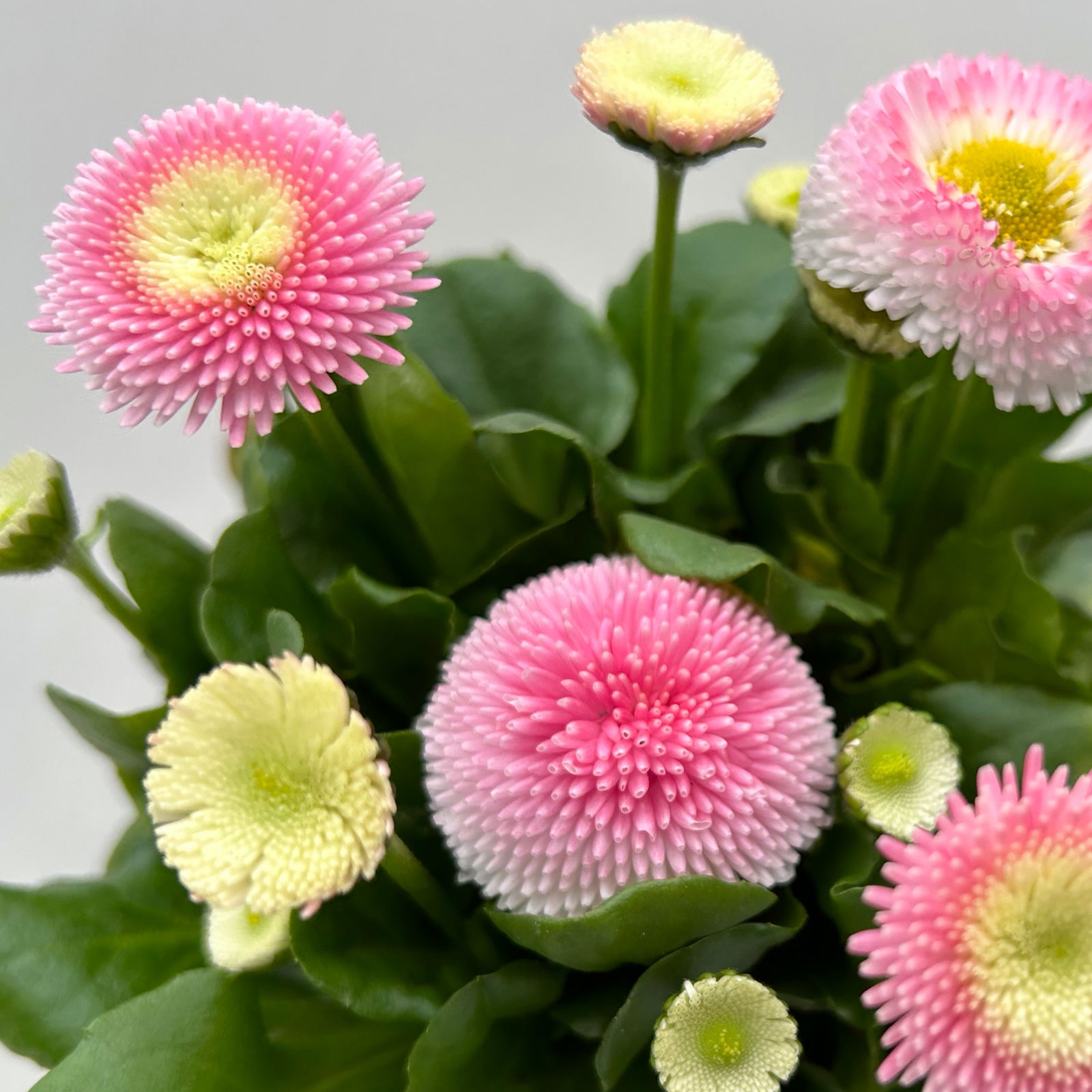 Bellis perennis 'Erdbeer-Sahne', rosa, Topf-Ø 12 cm, 6 Pflanzen